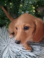 LH Red cream male, a male Miniature Dachshund for sale in Fair Grove, MO – 1 of 3