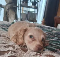 LH Cream Female, a female Miniature Dachshund for sale in Fair Grove, MO – 2 of 3
