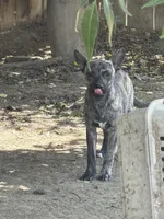 Crowley , a male American Pit Bull Terrier for sale in Bakersfield, CA – 8 of 10