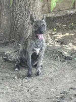Crowley , a male American Pit Bull Terrier for sale in Bakersfield, CA – 10 of 10