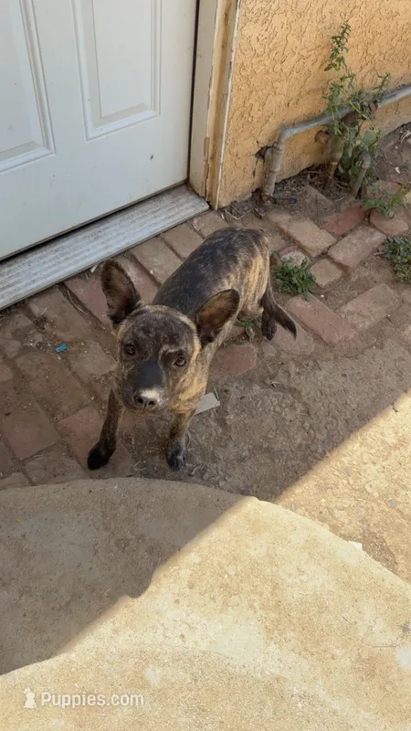 Crowley  – American Pit Bull Terrier puppy for sale in Bakersfield, CA