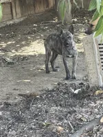 Crowley , a male American Pit Bull Terrier for sale in Bakersfield, CA – 5 of 10
