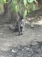 Crowley , a male American Pit Bull Terrier for sale in Bakersfield, CA – 9 of 10