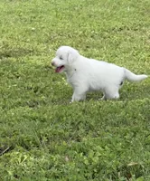 Sugar, a female Australian Shepherd for sale in Bulverde, TX – 2 of 4