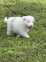 Sugar, a female Australian Shepherd for sale in Bulverde, TX – 3 of 4