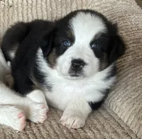Bandit, a male Australian Shepherd for sale in Bulverde, TX – 2 of 4