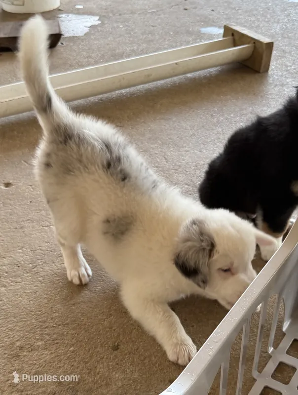 Tip – Australian Shepherd puppy for sale in Bulverde, TX