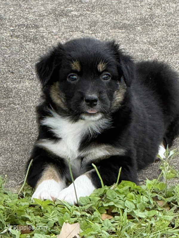 Socks – Australian Shepherd puppy for sale in Bulverde, TX