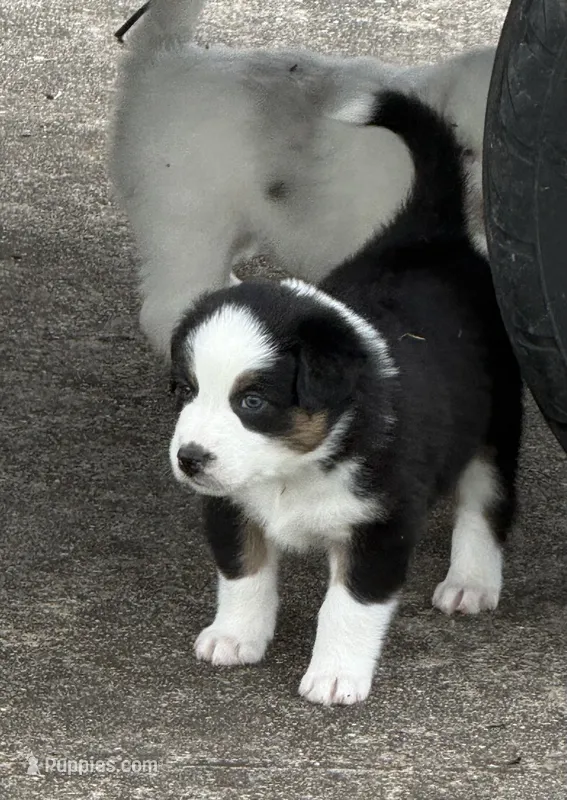Bandit – Australian Shepherd puppy for sale in Bulverde, TX