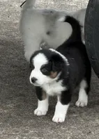 Bandit, a male Australian Shepherd for sale in Bulverde, TX – 1 of 4