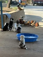 Bandit, a male Australian Shepherd for sale in San Antonio, TX – 6 of 7