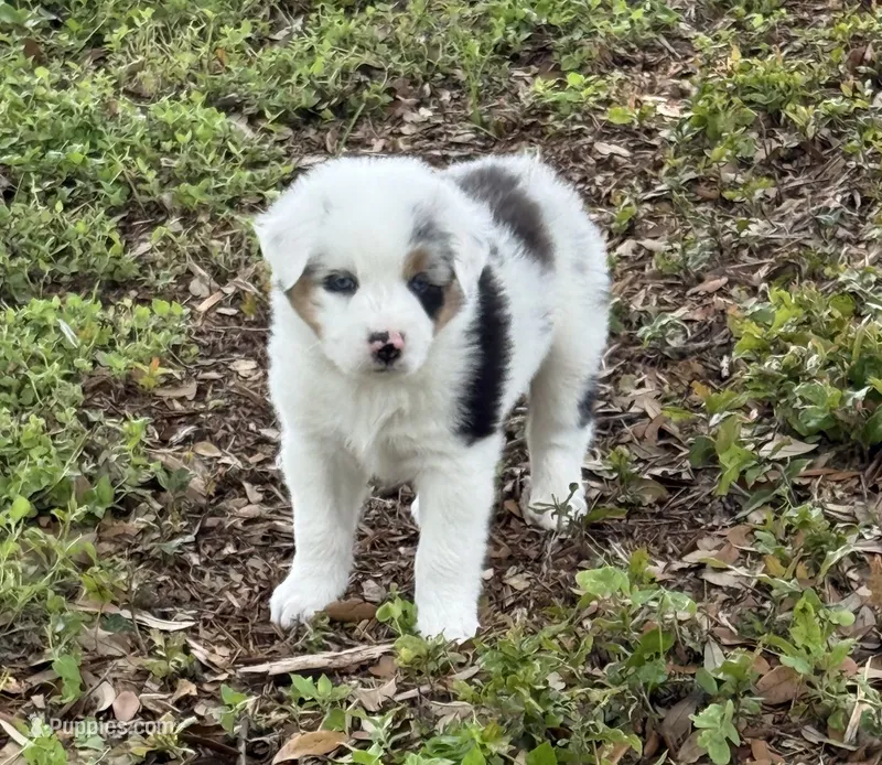 Patch – Australian Shepherd puppy for sale in Bulverde, TX