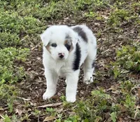 Patch, a male Australian Shepherd for sale in Bulverde, TX – 1 of 5