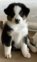 Bandit, a male Australian Shepherd for sale in San Antonio, TX – 1 of 7