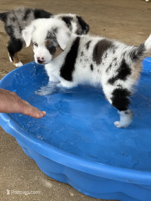 Patch – Australian Shepherd puppy for sale in Bulverde, TX