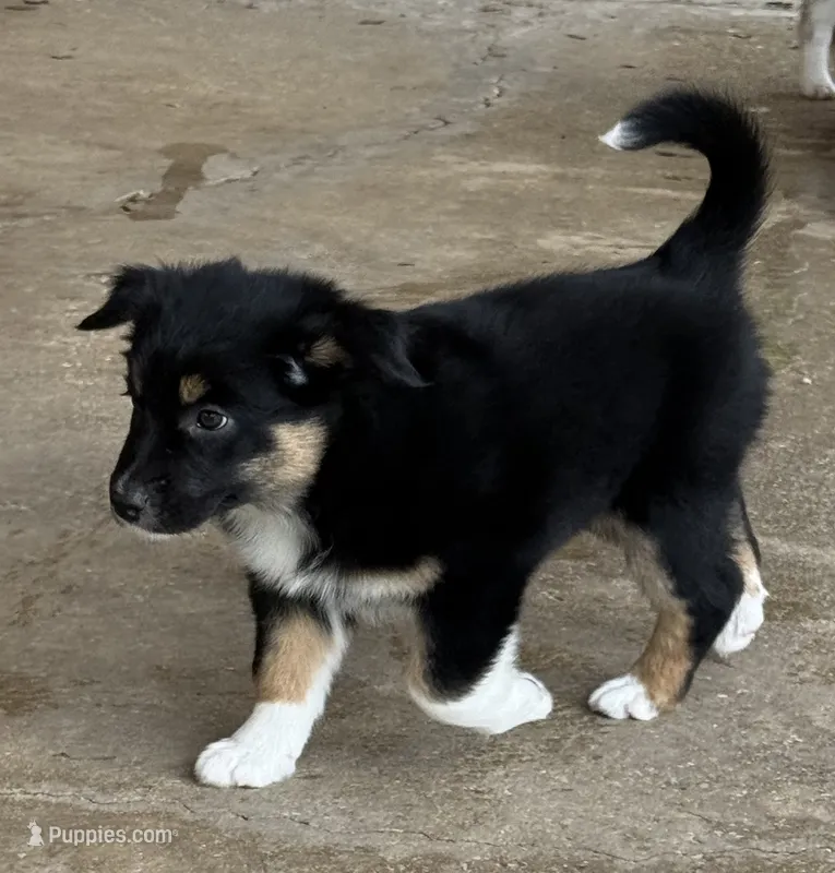 Socks – Australian Shepherd puppy for sale in Bulverde, TX