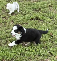 Bandit, a male Australian Shepherd for sale in Bulverde, TX – 3 of 4