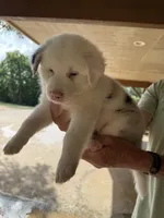 Tip, a male Australian Shepherd for sale in Bulverde, TX – 4 of 4