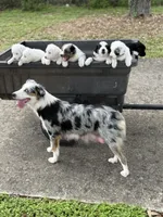 Sugar, a female Australian Shepherd for sale in Bulverde, TX – 4 of 4