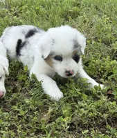 Patch, a male Australian Shepherd for sale in Bulverde, TX – 4 of 5