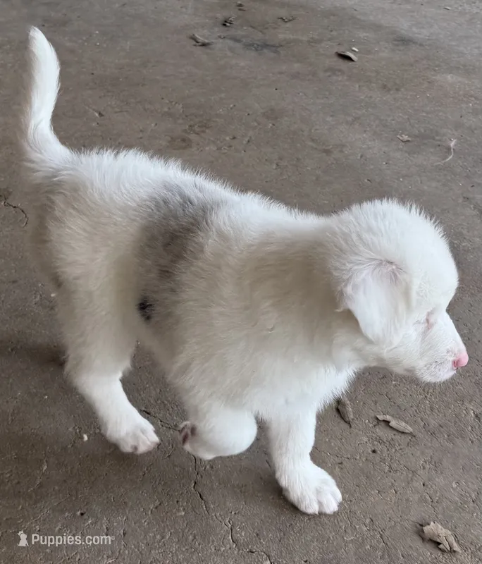 Sugar – Australian Shepherd puppy for sale in Bulverde, TX