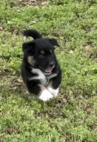 Socks, a female Australian Shepherd for sale in Bulverde, TX – 2 of 4