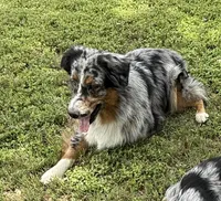 Patch, a male Australian Shepherd for sale in Bulverde, TX – 3 of 5