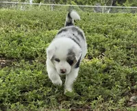 Patch, a male Australian Shepherd for sale in Bulverde, TX – 2 of 5