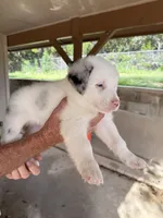 Tip, a male Australian Shepherd for sale in Bulverde, TX – 1 of 4