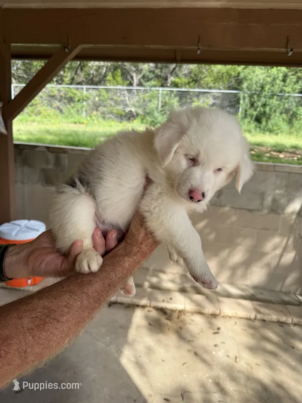 Harley – Australian Shepherd puppy for sale in Bulverde, TX