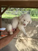 Harley, a male Australian Shepherd for sale in Bulverde, TX – 1 of 4