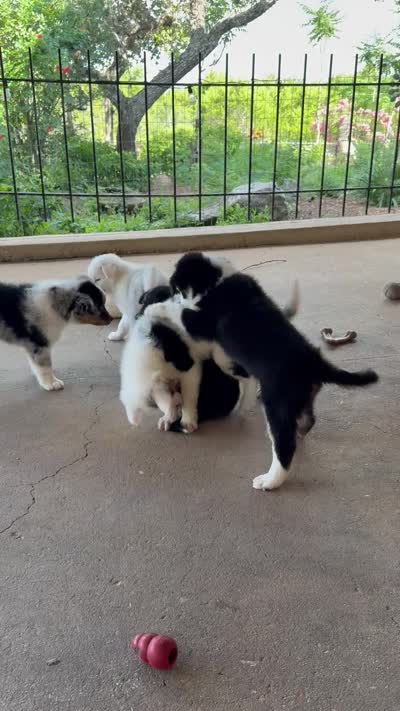 Bandit, a male Australian Shepherd for sale in San Antonio, TX – 7 of 7