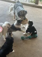 Bandit, a male Australian Shepherd for sale in San Antonio, TX – 5 of 7