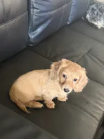 Mick, a male Miniature Dachshund for sale in Canal Fulton, OH – 6 of 8