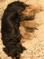 Laney, a female Miniature Dachshund for sale in Akron, OH – 10 of 10