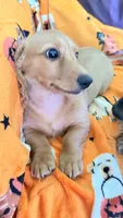 Dolly, a female Miniature Dachshund for sale in Canal Fulton, OH – 2 of 10