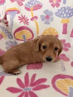 Mick, a male Miniature Dachshund for sale in Akron, OH – Photo 10 of 10