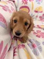 Mick, a male Miniature Dachshund for sale in Akron, OH – Photo 6 of 10