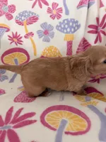 Mick, a male Miniature Dachshund for sale in Akron, OH – Photo 4 of 10