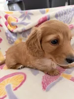 Mick, a male Miniature Dachshund for sale in Akron, OH – Photo 9 of 10