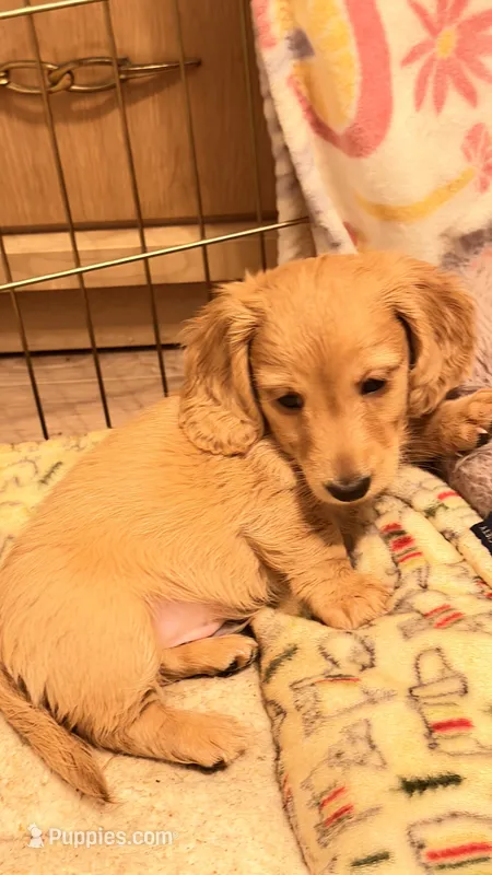 Rose  – Miniature Dachshund puppy for sale in Akron, OH