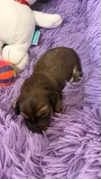 Ringo, a male Miniature Dachshund for sale in Akron, OH – 5 of 9