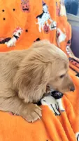 Dolly, a female Miniature Dachshund for sale in Canal Fulton, OH – 7 of 10