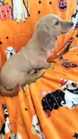 Dolly, a female Miniature Dachshund for sale in Canal Fulton, OH – 6 of 10