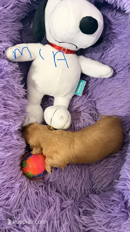 Mia – Miniature Dachshund puppy for sale in Akron, OH