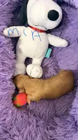Mia, a female Miniature Dachshund for sale in Akron, OH – 1 of 9