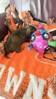 Ringo, a male Miniature Dachshund for sale in Akron, OH – 7 of 9