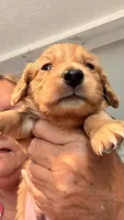 Ozzy, a male Miniature Dachshund for sale in Akron, OH – 1 of 10