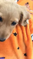 Dolly, a female Miniature Dachshund for sale in Canal Fulton, OH – 3 of 10