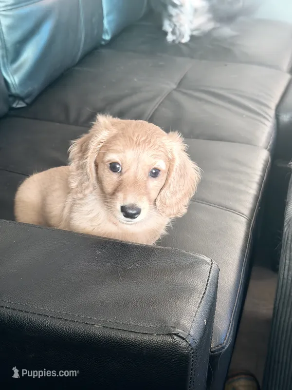 Mick – Miniature Dachshund puppy for sale in Canal Fulton, OH